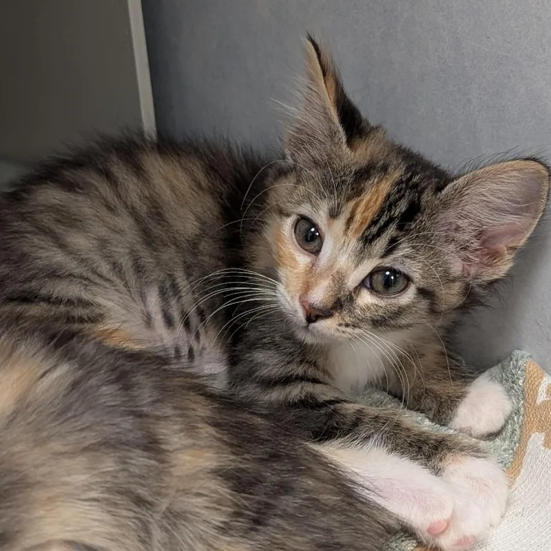 A baby small-sized female Calico Domestic Medium Hair cat named Jade for adoption in Buchanan Dam, TX