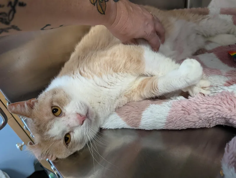 An adult large-sized male American Bobtail cat named Orange Bob for adoption in Cleburne, TX