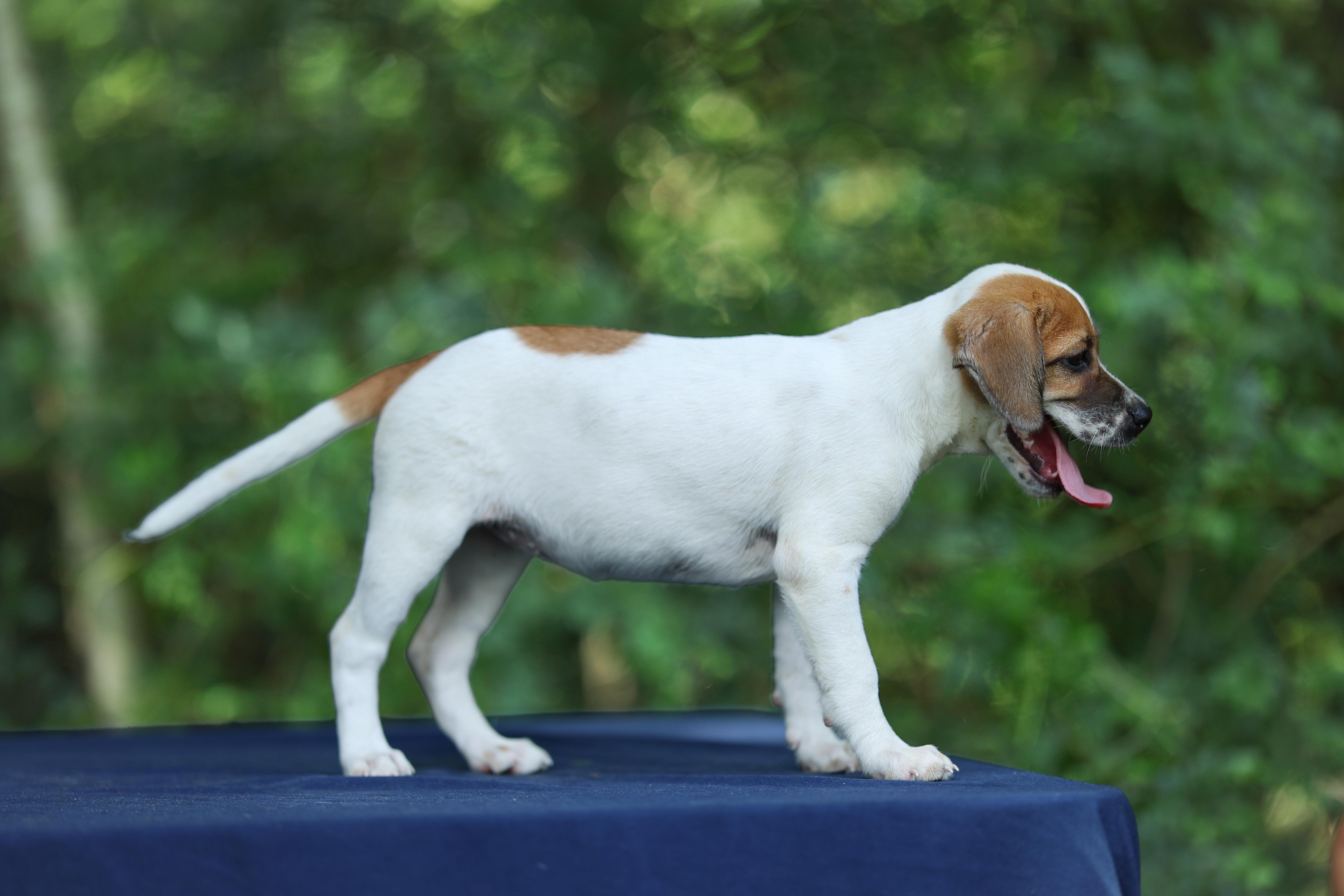 A baby large-sized female Apricot / Beige Labrador Retriever dog named Stella for adoption in Lucedale, MS