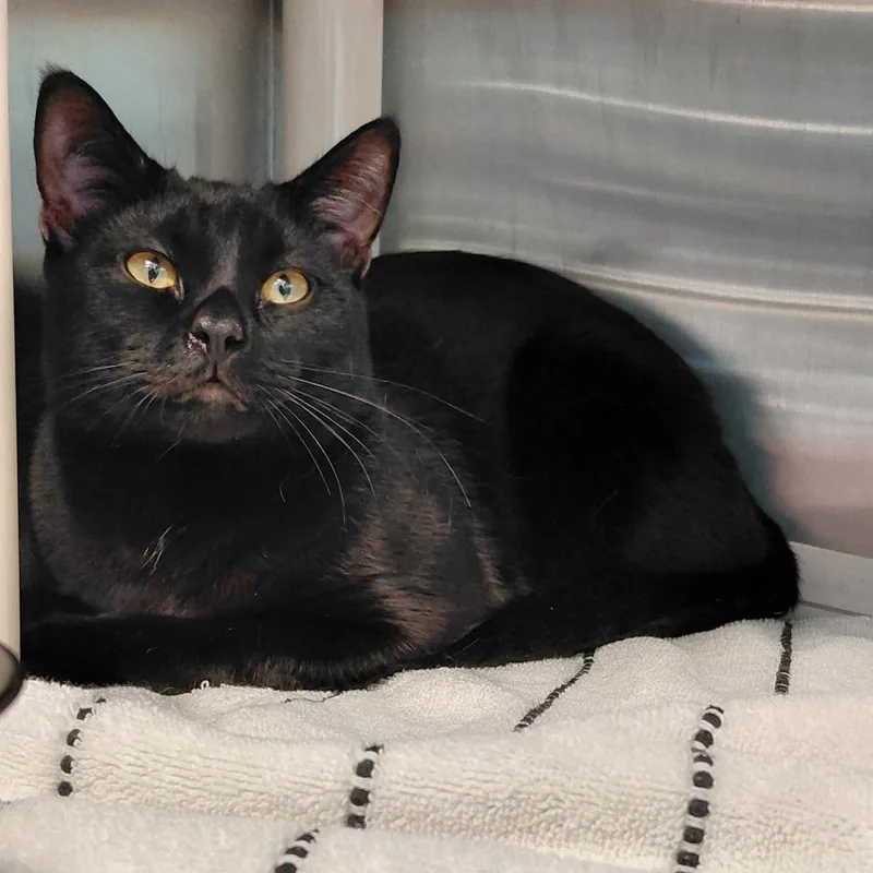 An adult medium-sized male Black Domestic Short Hair cat named Elm for adoption in Philadelphia, PA