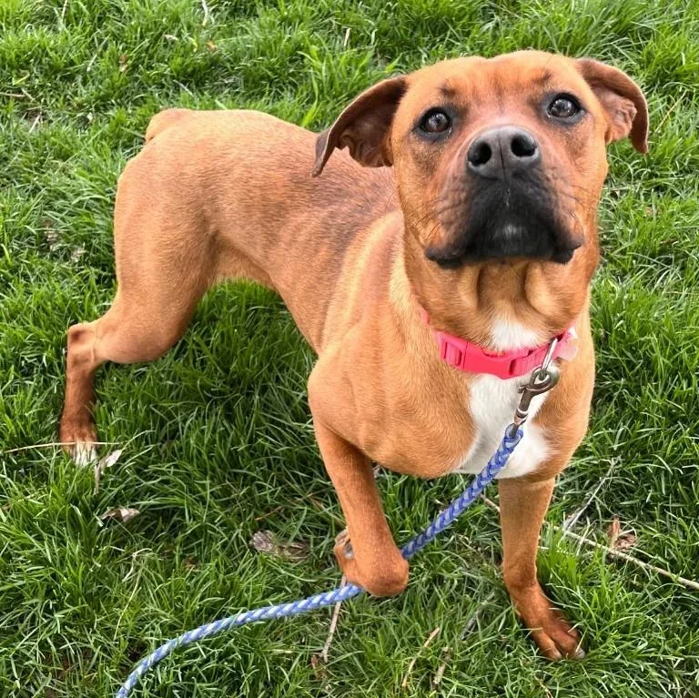 A baby large-sized female Rottweiler dog named Zinnia for adoption in Logan, UT