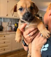 A baby medium-sized male Jack Russell Terrier dog named Sprout for adoption in Kalamazoo, MI