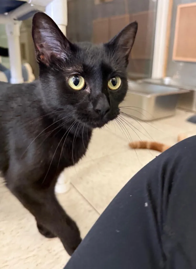 A young small-sized female Domestic Short Hair cat named Mew for adoption in Lemoore, CA