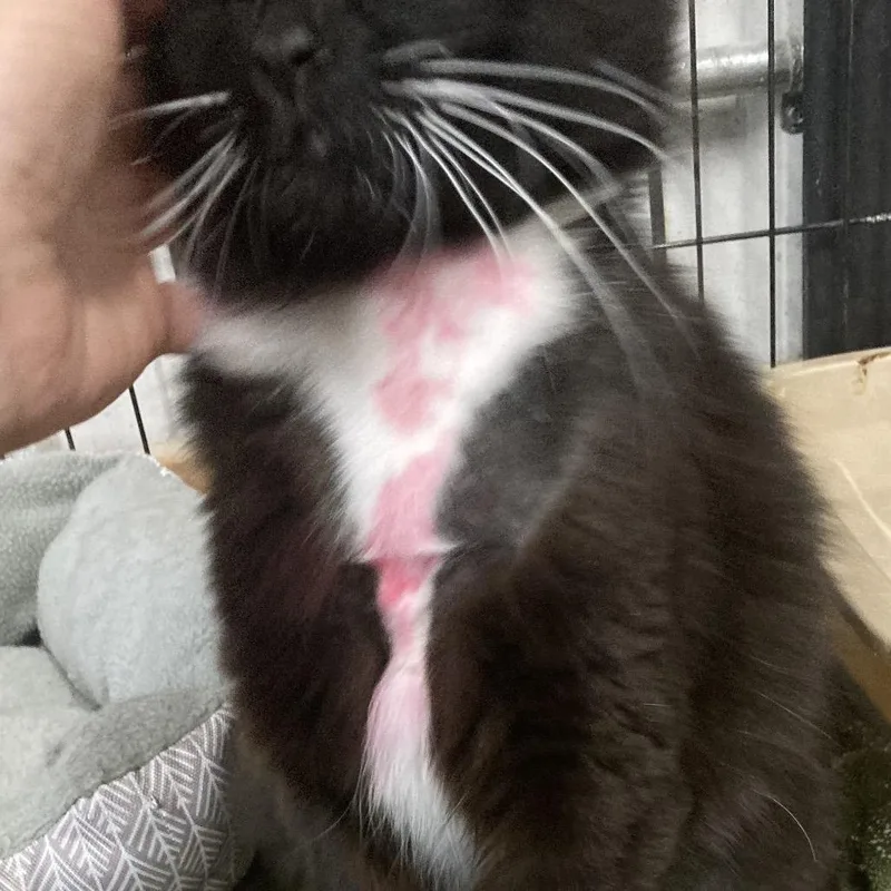 An adult medium-sized female Black Domestic Long Hair cat named Ruby Peaches for adoption in Grand Rapids, MN