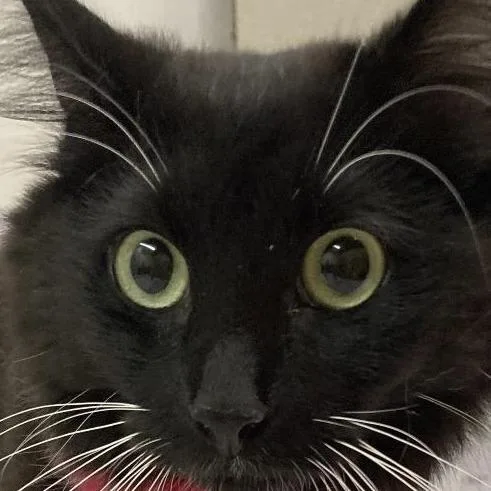 Ruby Peaches thumbnail 2