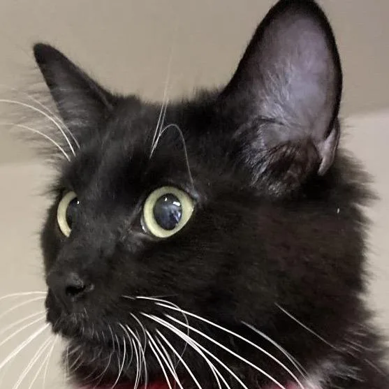 Ruby Peaches thumbnail 4