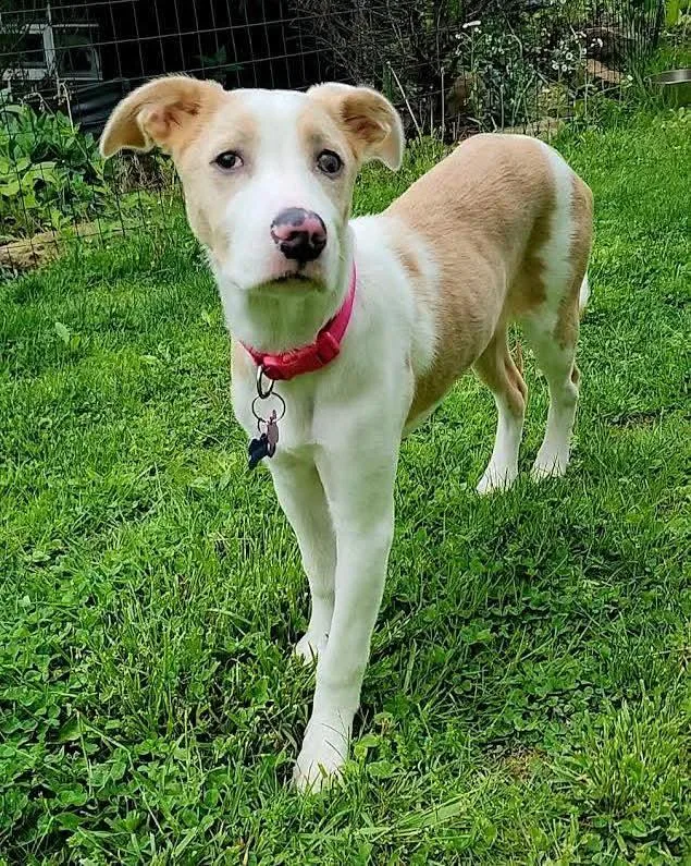 A baby large-sized female Catahoula Leopard Dog dog named Helen for adoption in Washington , PA