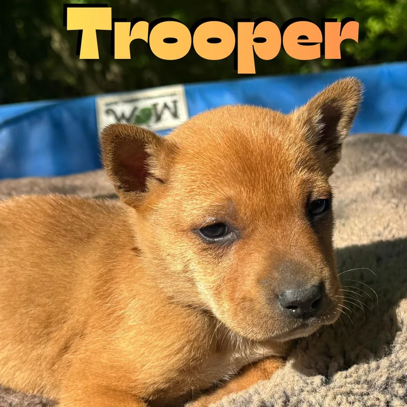 A baby medium-sized male Yellow / Tan / Blond / Fawn Shepherd dog named Trooper for adoption in Ragland, AL
