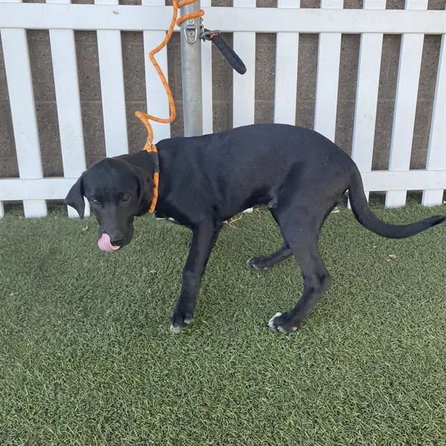 A young small-sized male Labrador Retriever dog named A for adoption in Modesto, CA