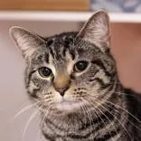 An adult medium-sized male Tabby (Brown / Chocolate) Domestic Short Hair cat named Troy for adoption in Hilliard, OH