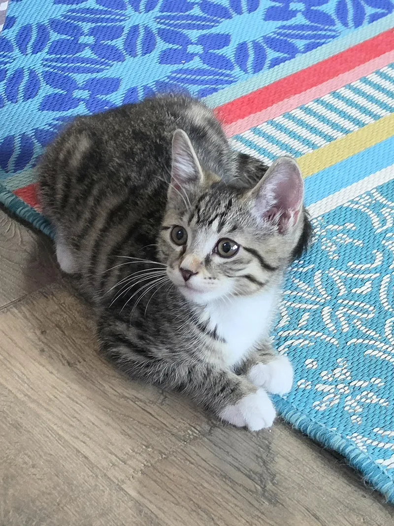 A baby medium-sized male Tabby (Gray / Blue / Silver) Domestic Short Hair cat named Skip for adoption in Mount Juliet, TN