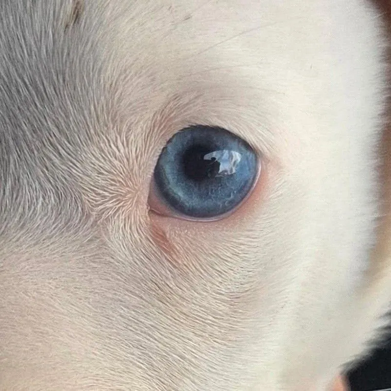 A baby medium-sized male Pit Bull Terrier dog named Creedence for adoption in New Port Richey, FL
