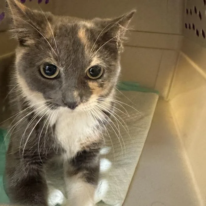 A baby small-sized female Calico Domestic Short Hair cat named Marigold for adoption in Saint Louis, MO