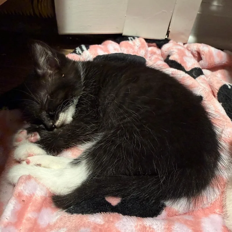 A baby small-sized female Black Domestic Short Hair cat named Pudding for adoption in Reisterstown, MD