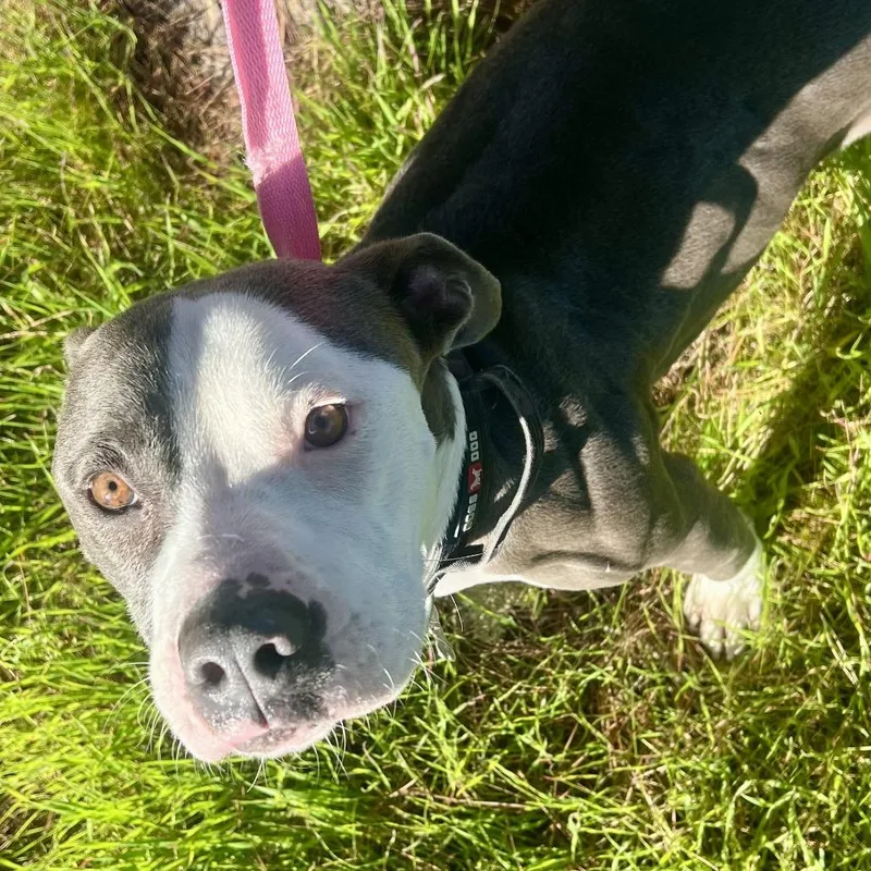 Rico Suave thumbnail 2