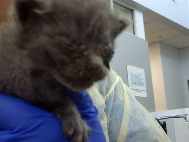 A baby medium-sized male Domestic Medium Hair cat named Basil for adoption in Dallas, TX