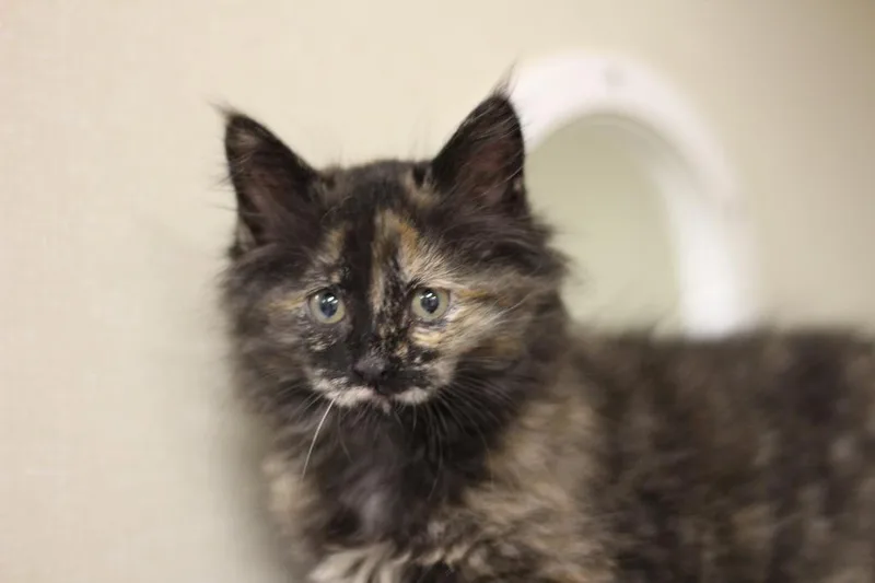 A baby small-sized female Domestic Short Hair cat named Charlotte for adoption in Rockford, IL