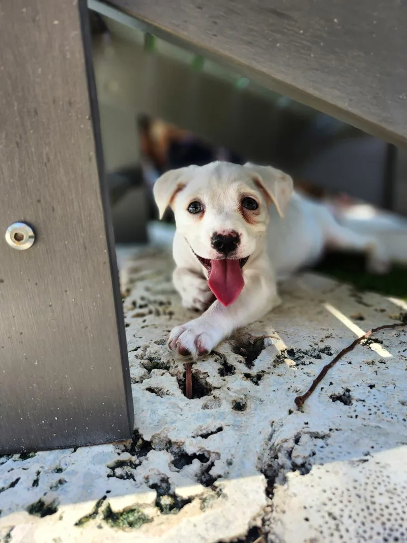 A baby medium-sized female White / Cream Mixed Breed dog named Paloma for adoption in Sunrise, FL