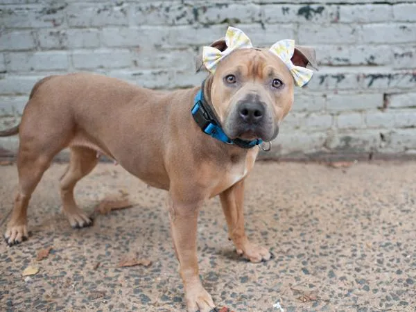 An adult large-sized female Mixed Breed dog named Bryan for adoption in New York, NY