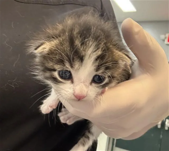 A baby small-sized male Domestic Short Hair cat named Amory for adoption in Thousand Palms, CA
