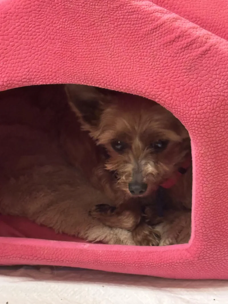 An adult small-sized female Yorkshire Terrier dog named Frosty for adoption in Mukwonago, WI