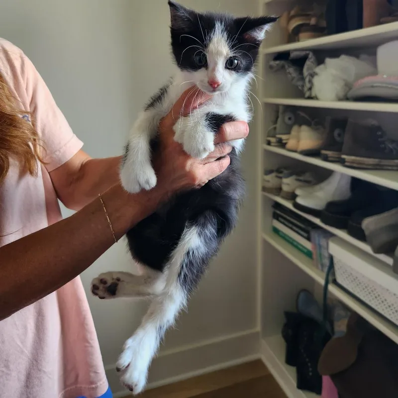 A baby small-sized male Black Maine Coon cat named Polydactyl for adoption in Spring Hill, KS