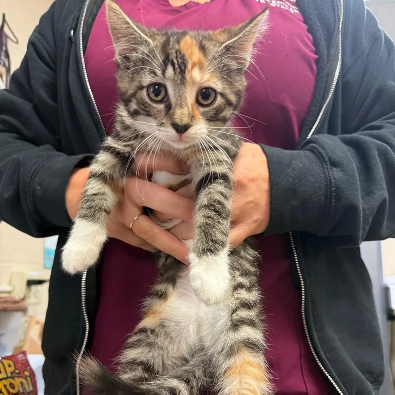 A baby small-sized female Domestic Medium Hair cat named Kiwi for adoption in York, PA