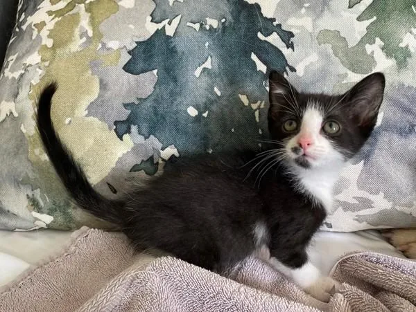 A baby small-sized female Domestic Short Hair cat named Poppy for adoption in Salt Lake City, UT