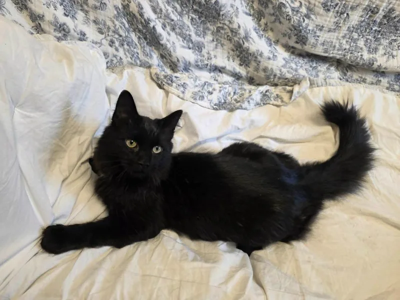 Ham