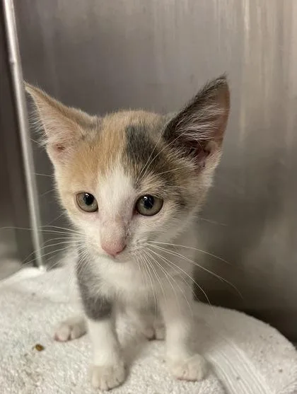 A baby small-sized female Domestic Short Hair cat named Juniper for adoption in Houston, TX