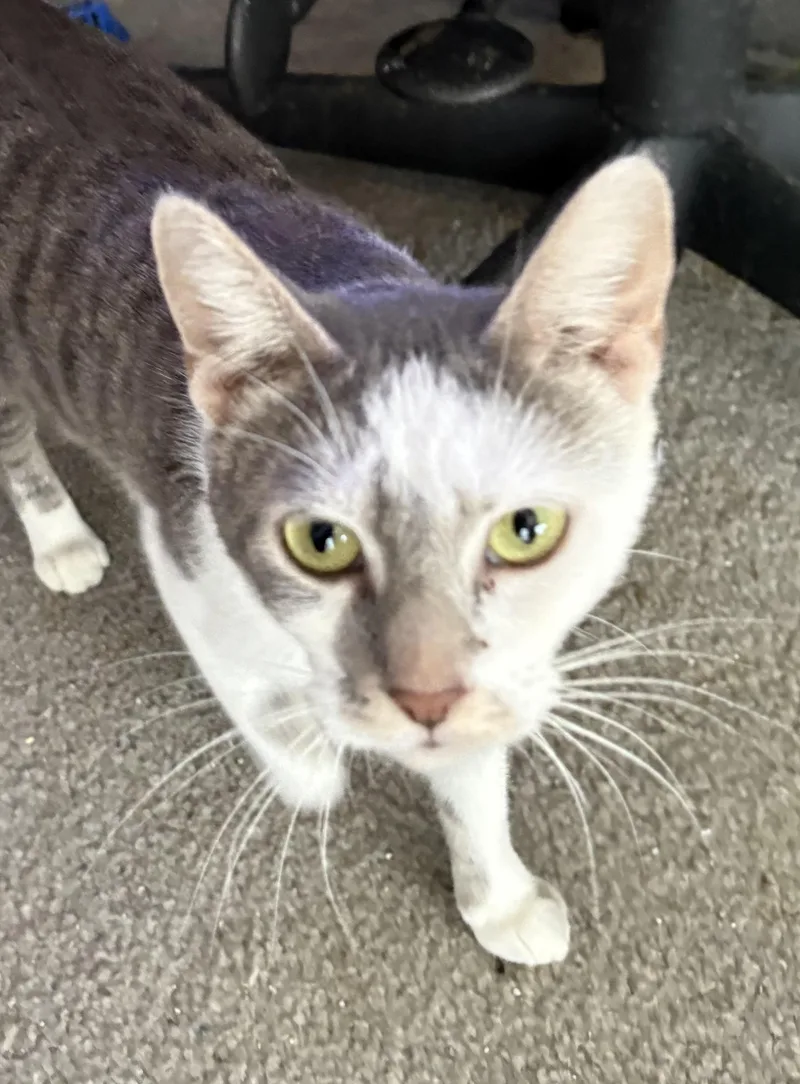 Dorothea thumbnail 2