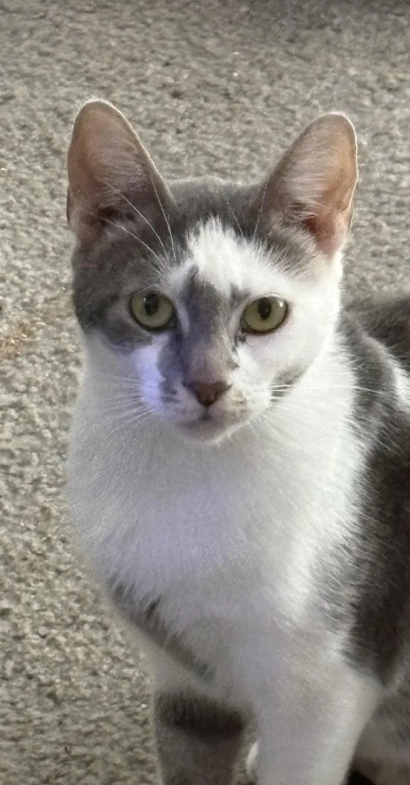 Dorothea thumbnail 3