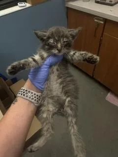 A baby small-sized female Domestic Short Hair cat named Jenny for adoption in Miami, FL