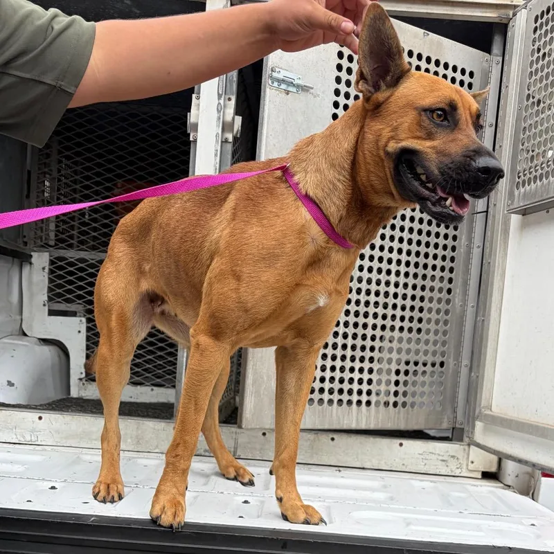 An adult medium-sized female Brown / Chocolate Shepherd dog named Oola for adoption in Edinburg, TX