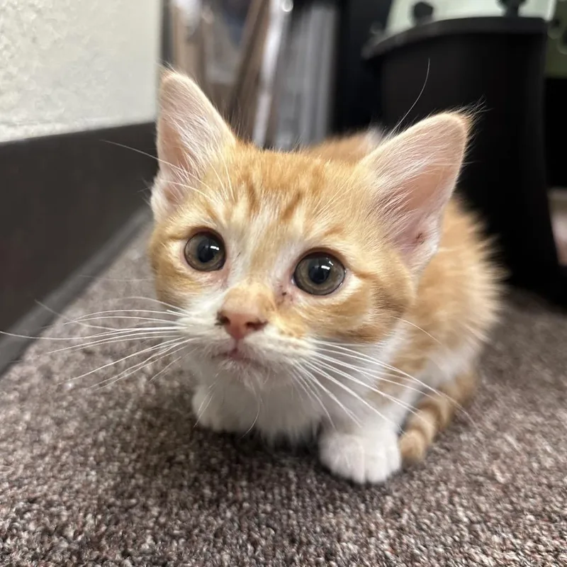 A baby small-sized female Orange / Red Domestic Short Hair cat named Clementine F for adoption in Oklahoma City, OK