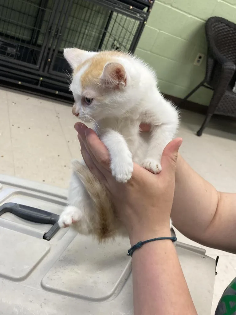 Sweet Baby Ray