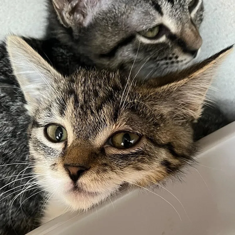 A baby small-sized female Brown / Chocolate Domestic Short Hair cat named Bronze for adoption in Redwood City, CA