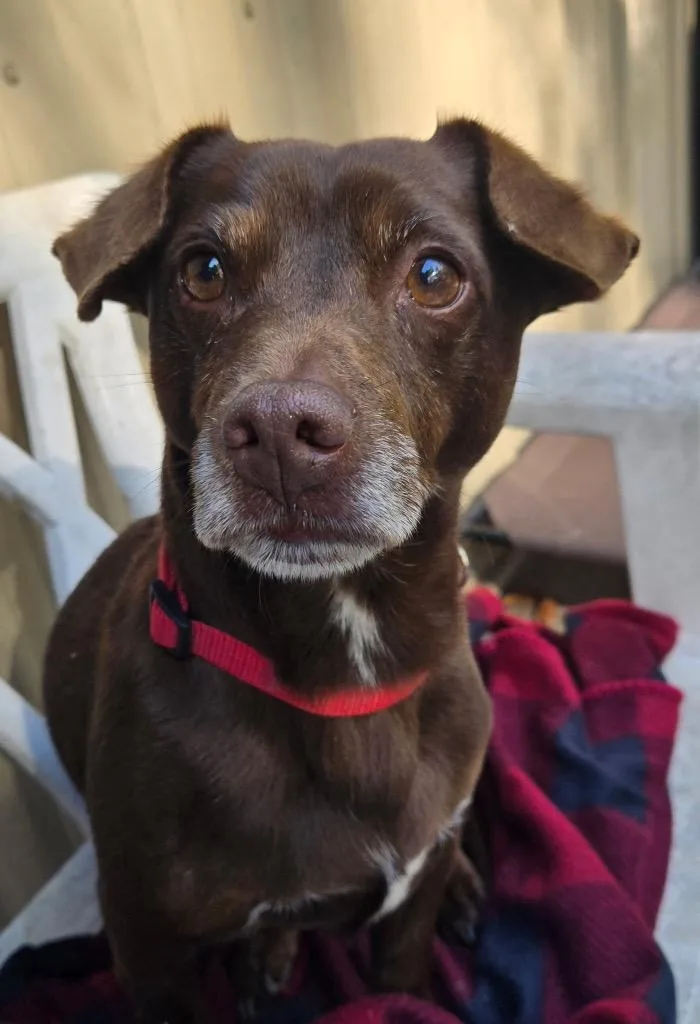 An adult small-sized male Basset Hound dog named Bryce for adoption in Pottsville, PA