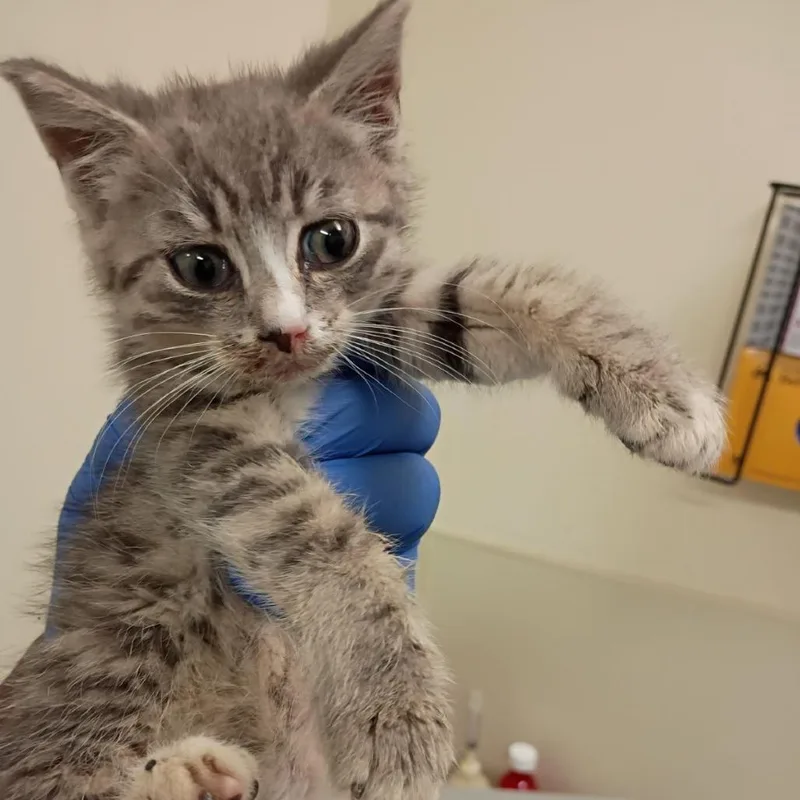 A baby small-sized male Gray / Blue / Silver Domestic Short Hair cat named Hibiscus for adoption in Lynchburg, VA