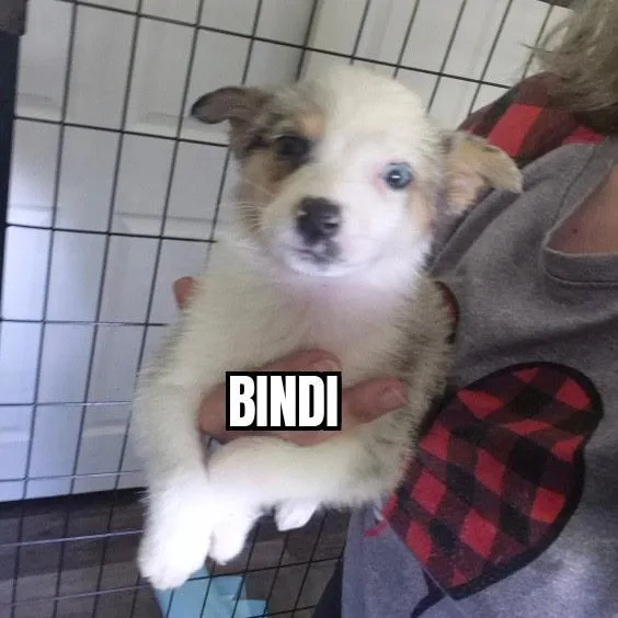 Bindi thumbnail 3