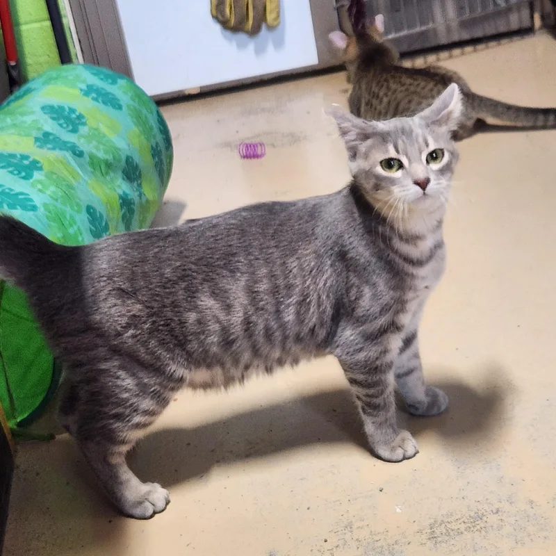 A young medium-sized female Tabby (Gray / Blue / Silver) Domestic Short Hair cat named Honey for adoption in Bolingbrook, IL