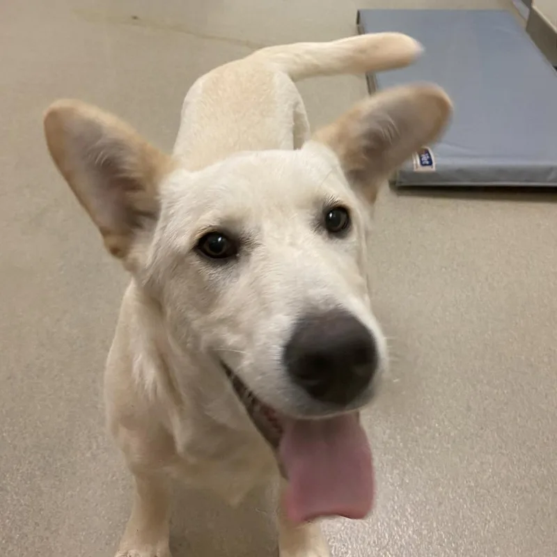 A young medium-sized male White / Cream Husky dog named Bebop for adoption in Lynchburg, VA