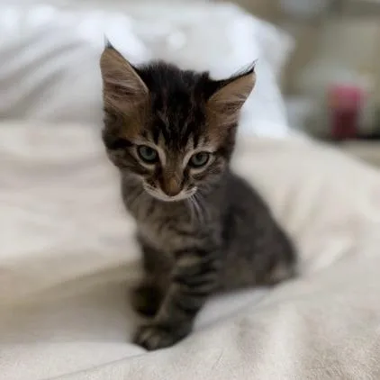 A baby small-sized male Gray / Blue / Silver Domestic Short Hair cat named Hayes for adoption in Houston, TX