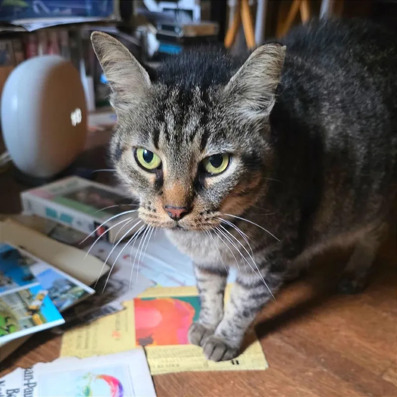 An adult large-sized male Buff / Tan / Fawn Domestic Short Hair cat named Patrick for adoption in Memphis, TN