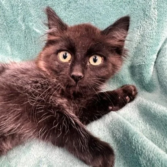 A baby small-sized male Domestic Short Hair cat named Cheesecake for adoption in Anchorage, AK