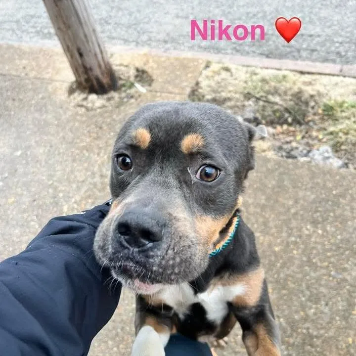 Nikon