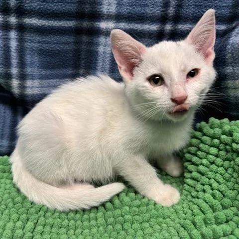 A young large-sized male White Domestic Short Hair cat named Kona for adoption in Normal, IL