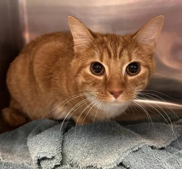 An adult medium-sized male Domestic Short Hair cat named Tiger for adoption in Stratham, NH
