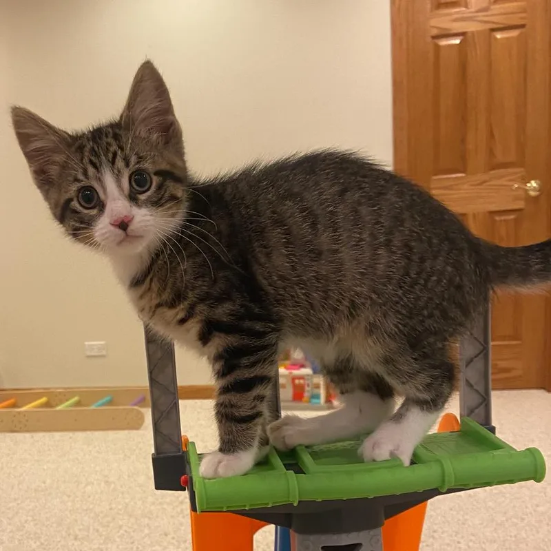 A baby small-sized male Brown / Chocolate Domestic Short Hair cat named Buckeye for adoption in Hinsdale, IL