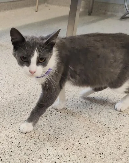 An adult medium-sized female Domestic Short Hair cat named Lucia for adoption in Lafayette, IN